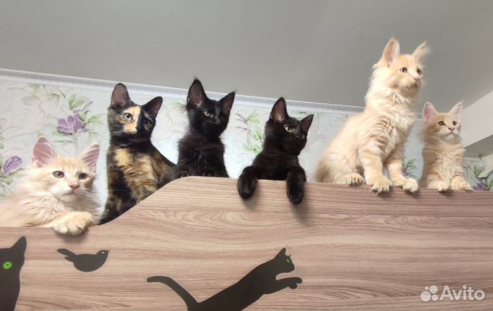 Мейн-кун. Полидакт