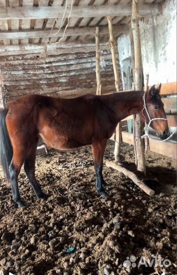 Карачаевская кобылка