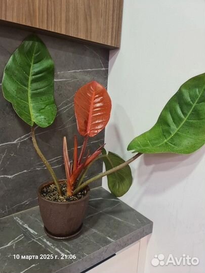 Филодендрон Принц Оранж