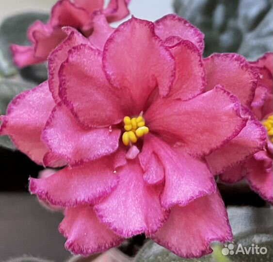 Сортовые фиалки лист срезом