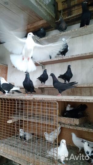 Голуби бакинские Чили