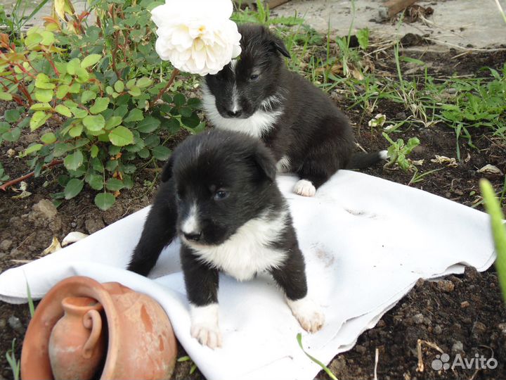 Щенки метисы в добрые руки