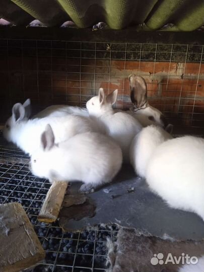 Кролики Калифорния и Обычные