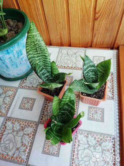 Сансевиерия ханни