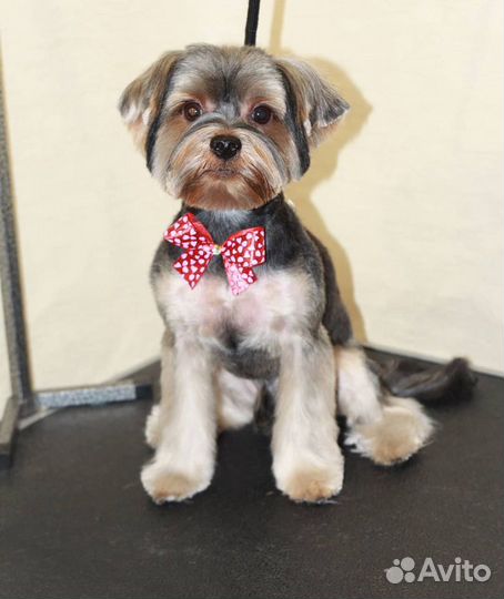 Стрижка Йорка (йорк,мальтипу,мальтезе,ши-тцу)