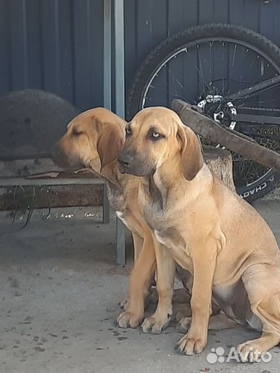 Щенки Фила Бразильеро