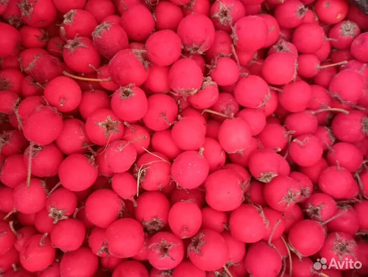 Боярышник плоды