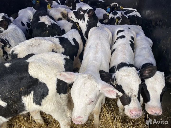 Телята бычки