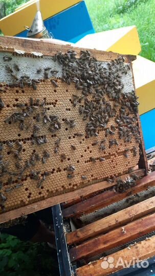 Пчелосемьи карника F1 2023г