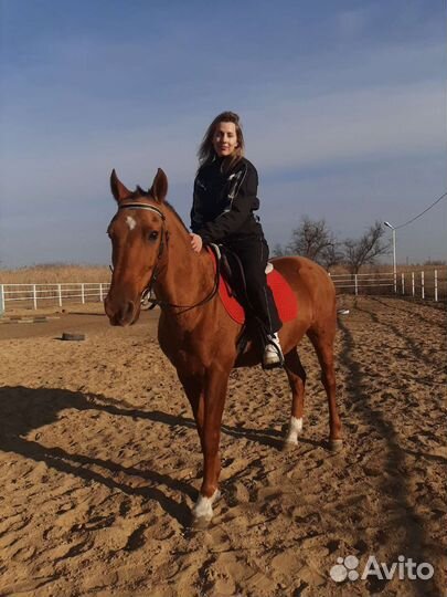 Конные прогулки