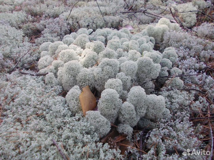 Мох Ягель живой