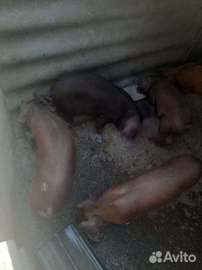 Поросята Дюрок