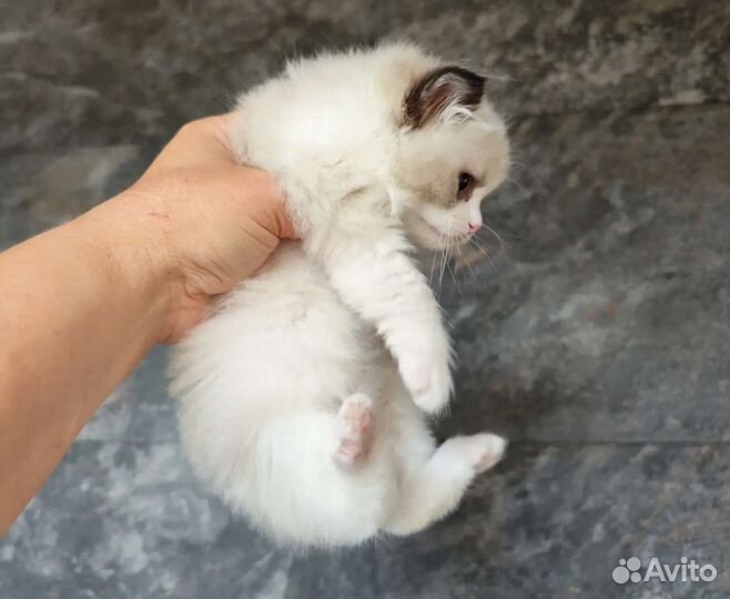 Хондочка, девочка рэгдолл с родословной