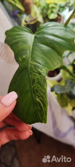 Филодендрон white wizard