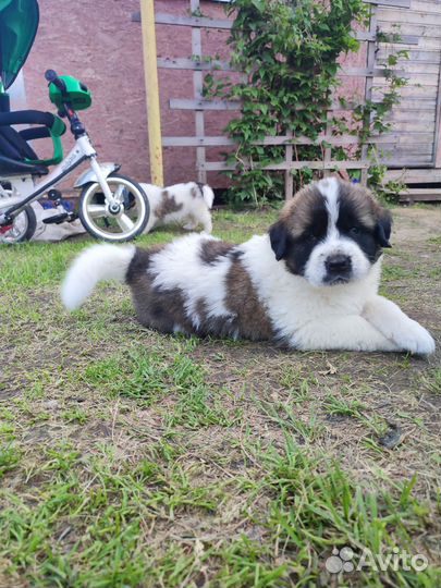 Щенки Московской сторожевой