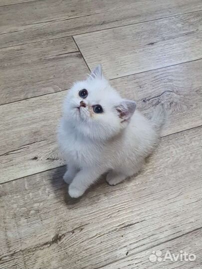 Британский малыш