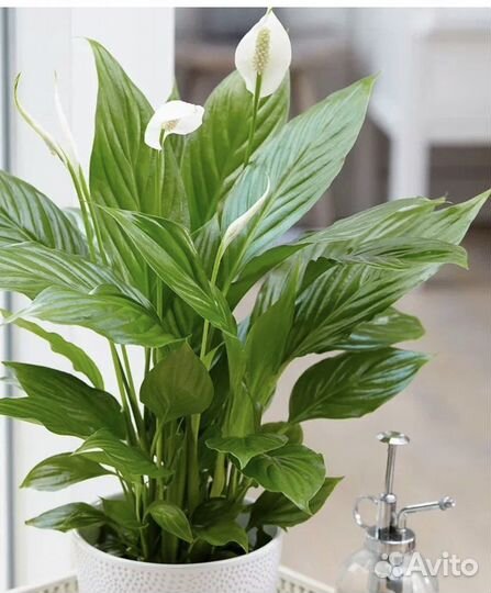 Спатифиллум