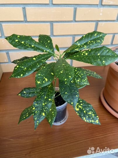 Кротон аукуболистный