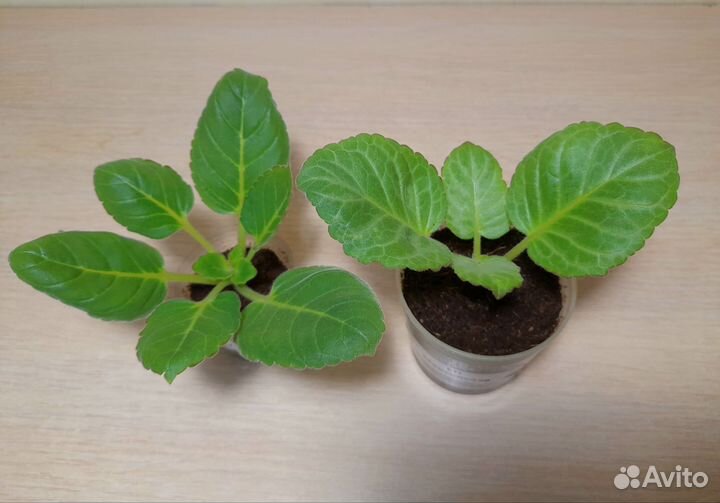 Глоксиния детки