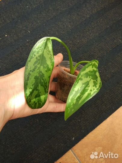 Аглаонема, филодендрон домашние