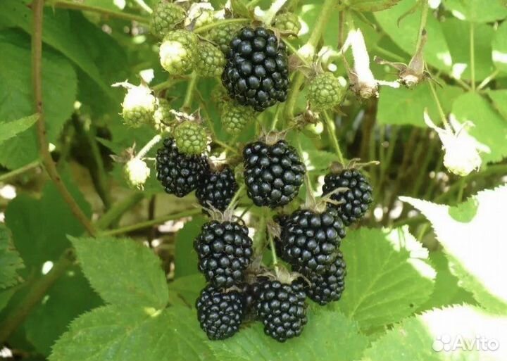 Ежевика садовая