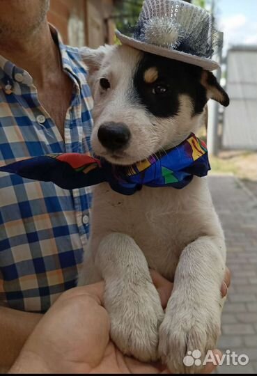 Щенки в дар, только добрым людям