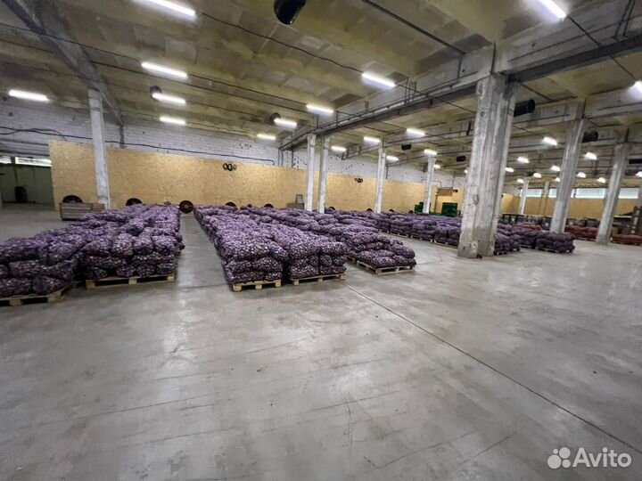 Фермерский урожай чеснок Любаша