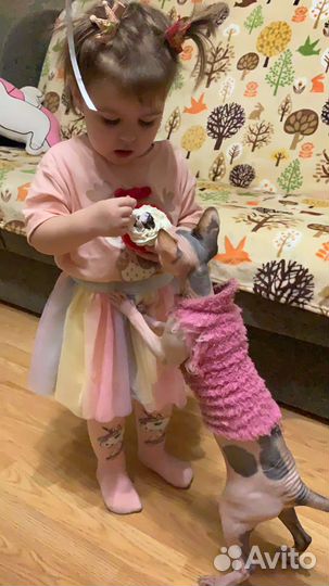 Канадский сфинкс