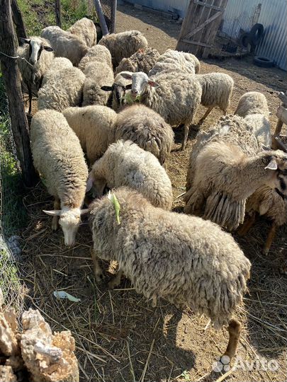 Овцы бараны ягнята