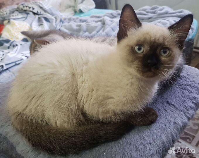 Шотландские вислоухие и прямоухие котята, тайские