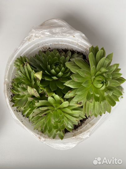 Молодило (каменная роза)