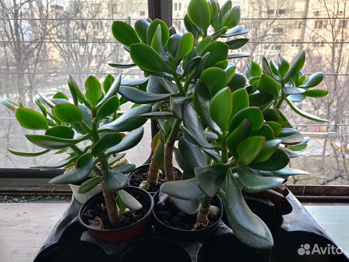 Толстянка крассула