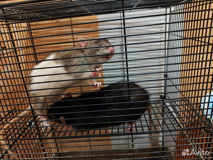 Крысы бесплатно