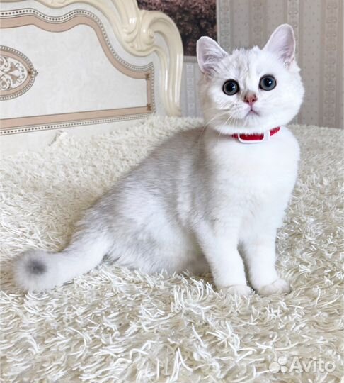 Серебристая шиншилла по имени Pepa