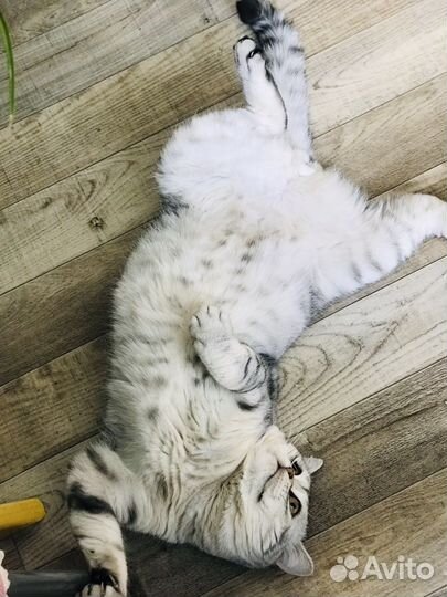 Шотладский кот вязка