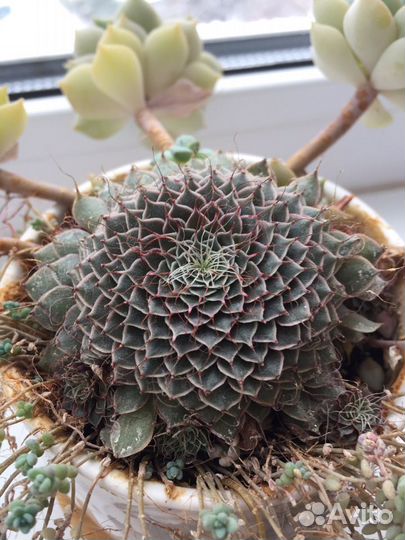 Суккуленты