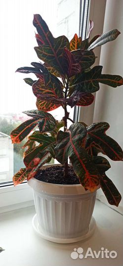 Цветы кротон