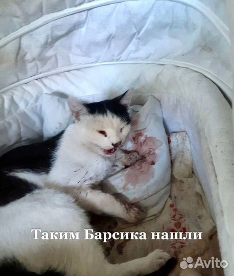 Котик Барсик