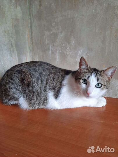 Кошечка Фенечка, 3 года