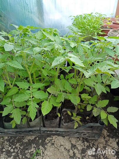 Рассада помидор продажа