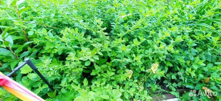 Лук Слизун Многоярусный Мята/мелисса лимонная