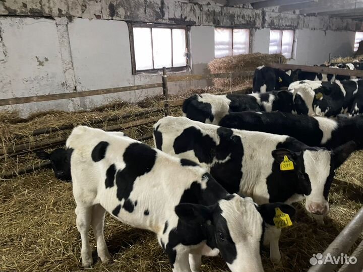 Телята: бычки и телки 1,2,3 м Холмогоры и Голштины
