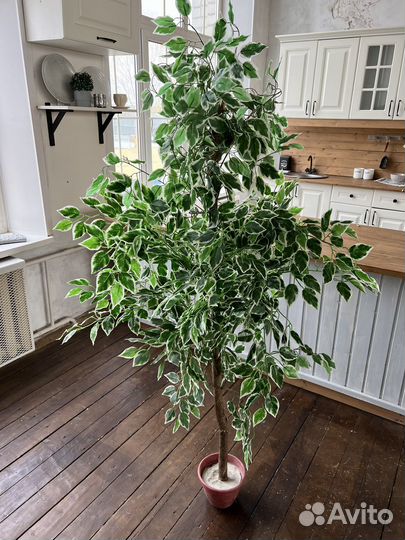 Искусственное дерево фикус