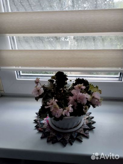 Сортовые фиалки