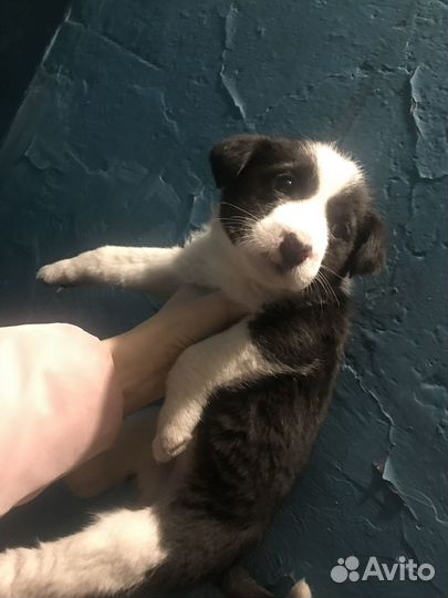 Отдадим щенков