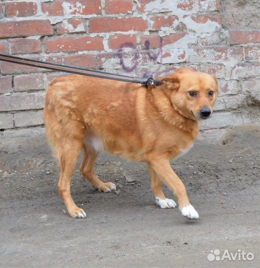 Рыжик в поисках дома