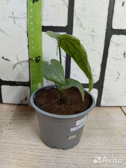 Монстера Амидриум Медиум Сильвер