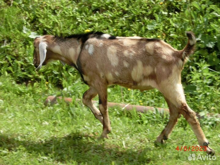 Англо нубийский козел