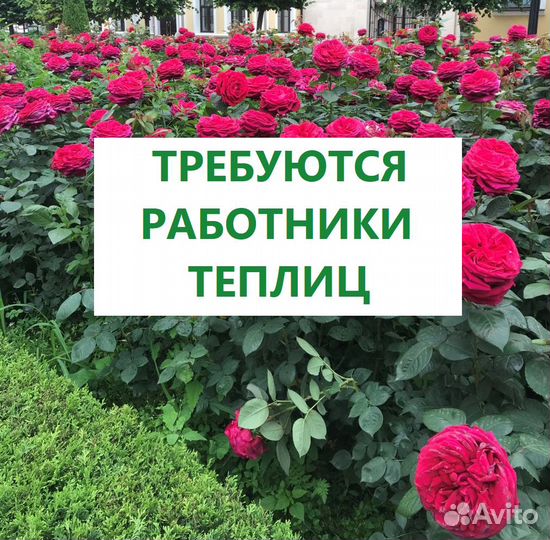 Работник в тепличный комплекс