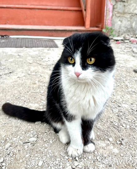 Котик в добрые руки